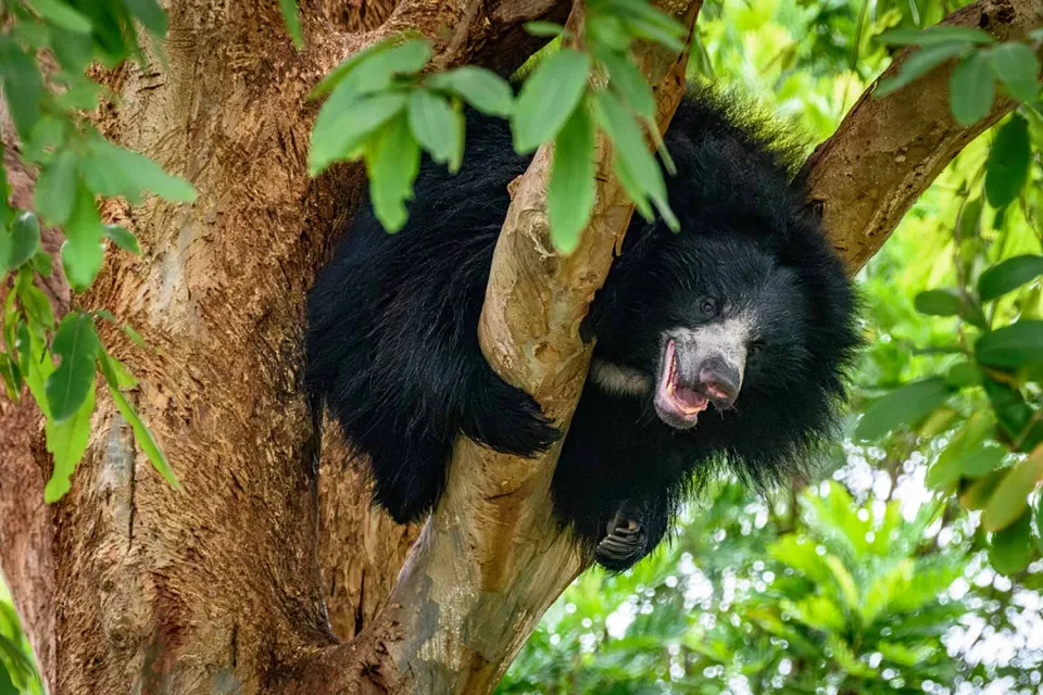 Bears of Bori on Wildlife of Central India