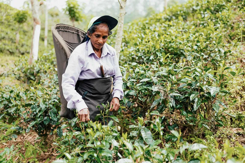 Tea trails on Highlights of Sri Lanka