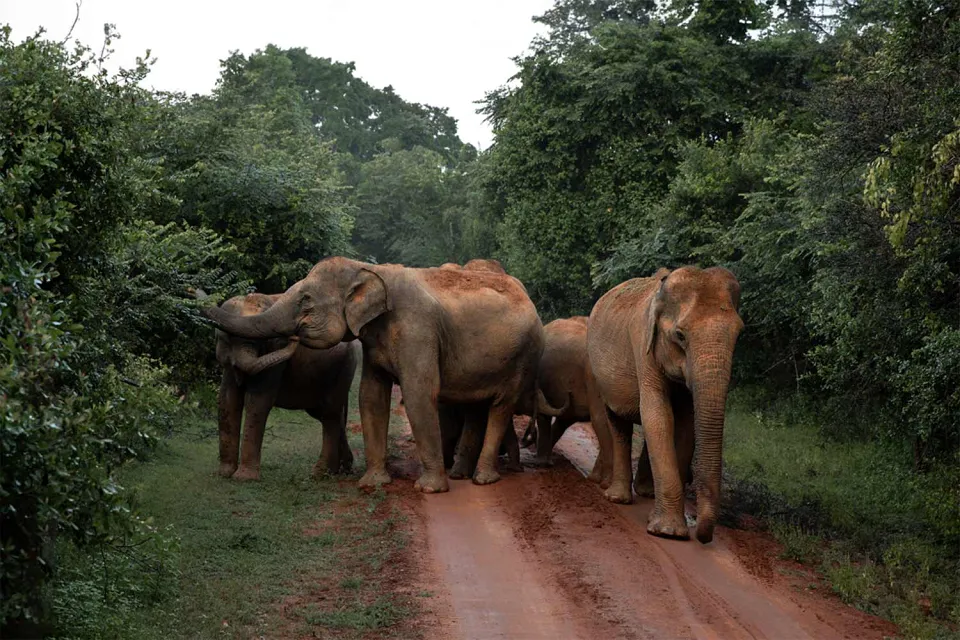 Binoculars at the ready on Highlights of Sri Lanka