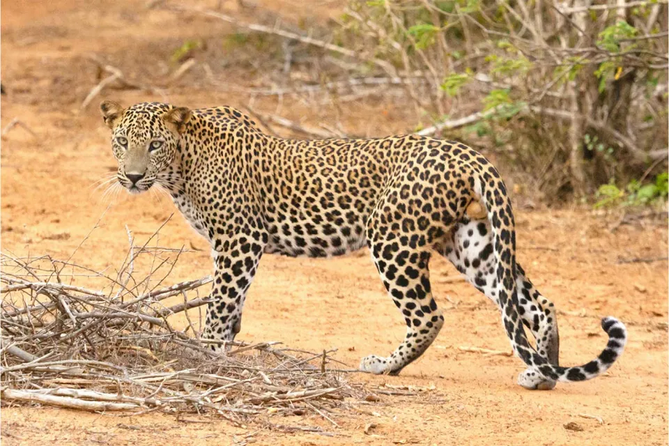 Leopard time on Highlights of Sri Lanka