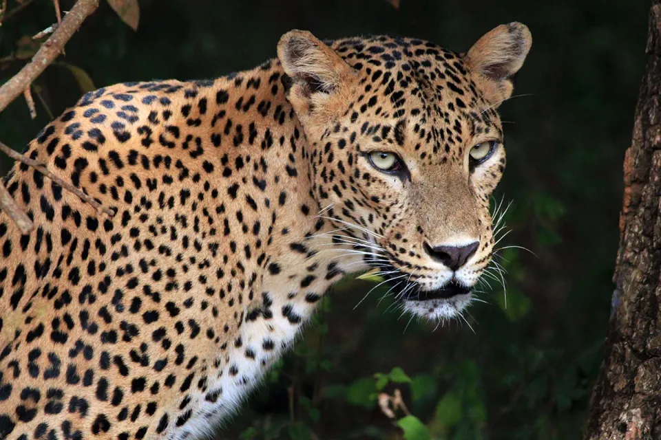 Out to the savannah on Boutique Sri Lanka