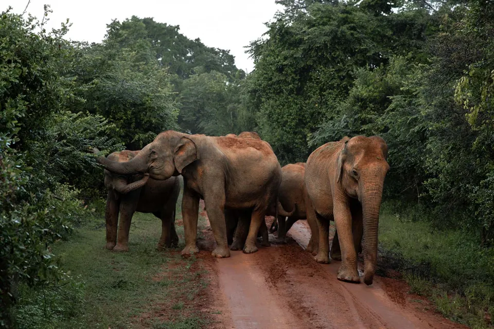 Wildlife tracking on Boutique Sri Lanka
