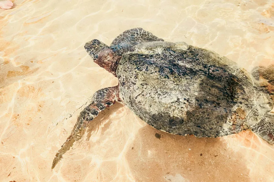 Hit the beach on Boutique Sri Lanka