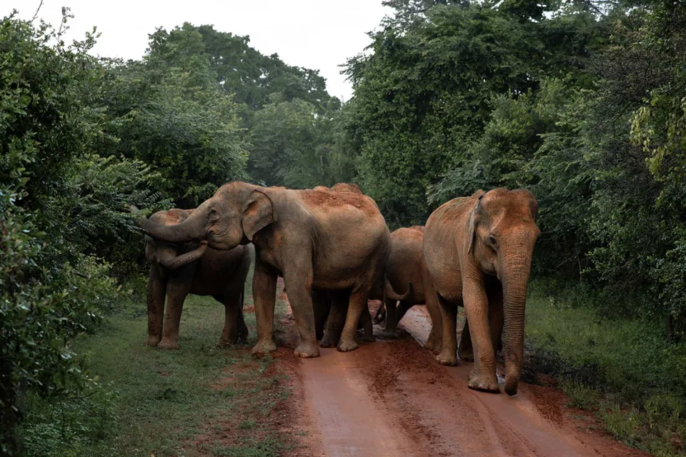 Leopard spotting on Sri Lanka East Coast Tour