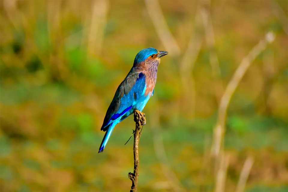 Wildlife of Yala on Sri Lanka East Coast Tour