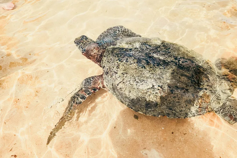 Turtle time on Sri Lanka with Little Ones