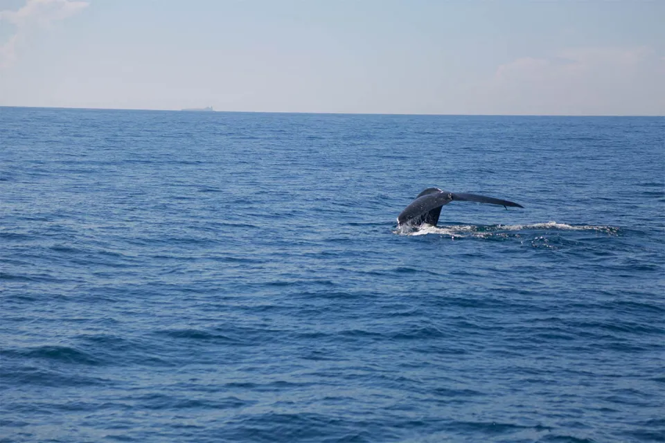 Dolphin days on Sri Lanka with Little Ones