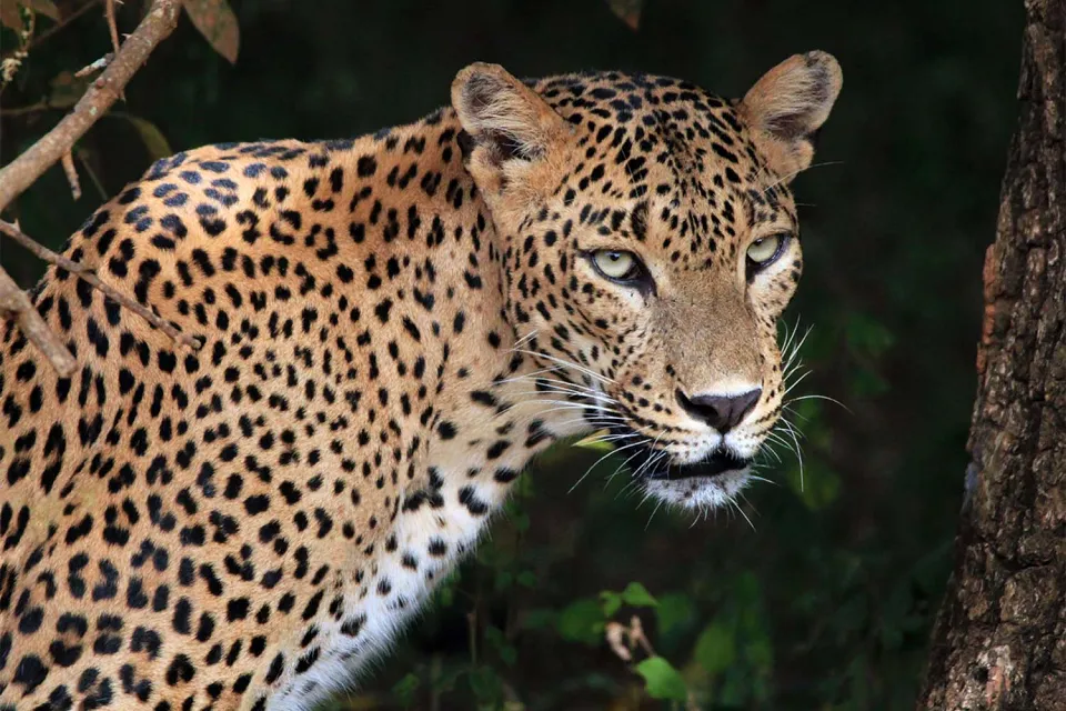 Leopard time on Sri Lanka for Teens (November to April)