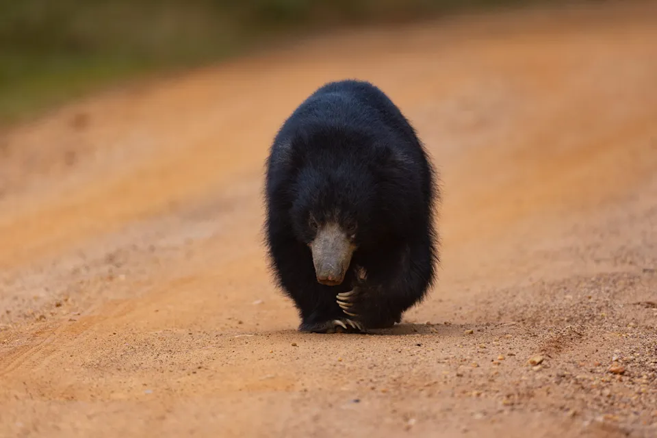 Into the wilderness on Wildlife of Sri Lanka