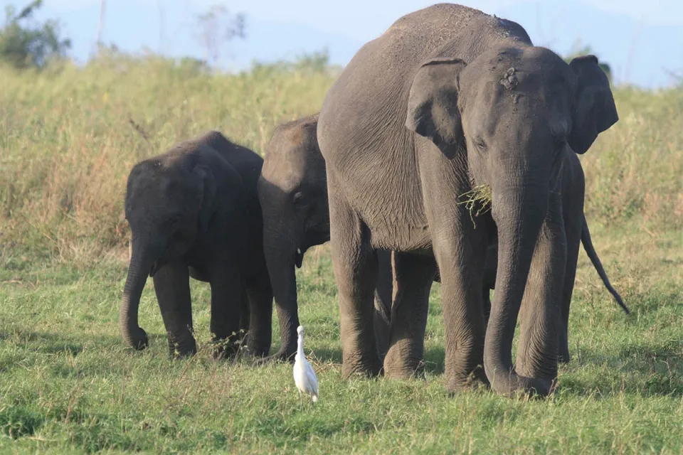 Boats and bikes on Wildlife of Sri Lanka