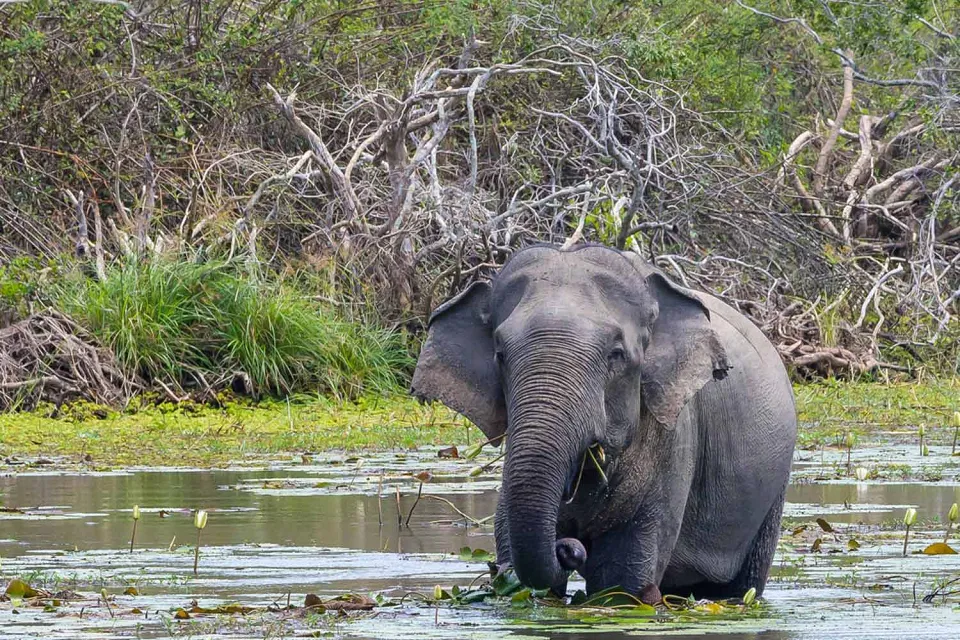 Remote beauty on Wildlife of Sri Lanka