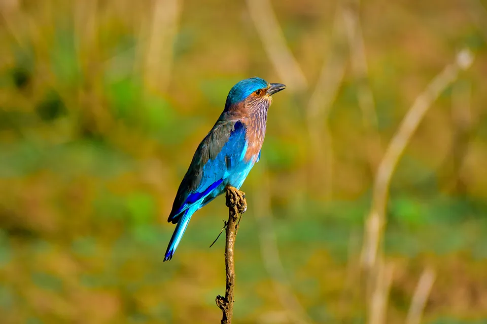 Wilderness tracking on Wildlife of Sri Lanka