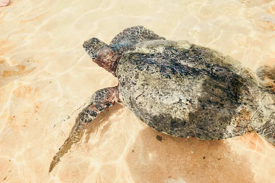 Toes in the sand on Wildlife of Sri Lanka