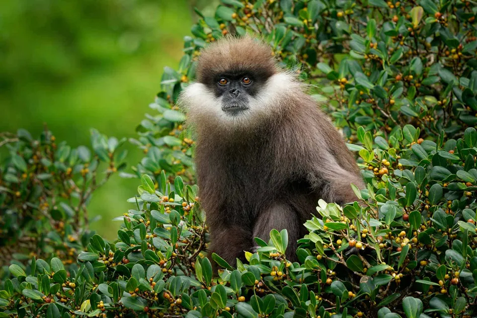 Into the jungle on Wildlife of Sri Lanka