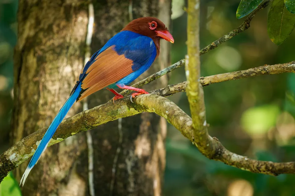 Rainforest trails on Wildlife of Sri Lanka