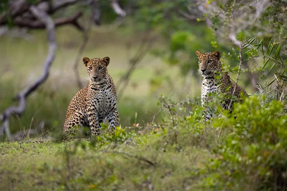 Heading home on Wildlife of Sri Lanka
