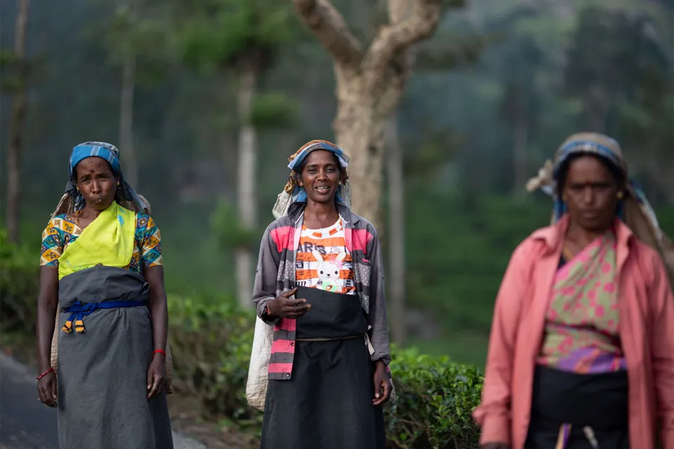 Tea hills on Honeymoon to Sri Lanka in the Winter