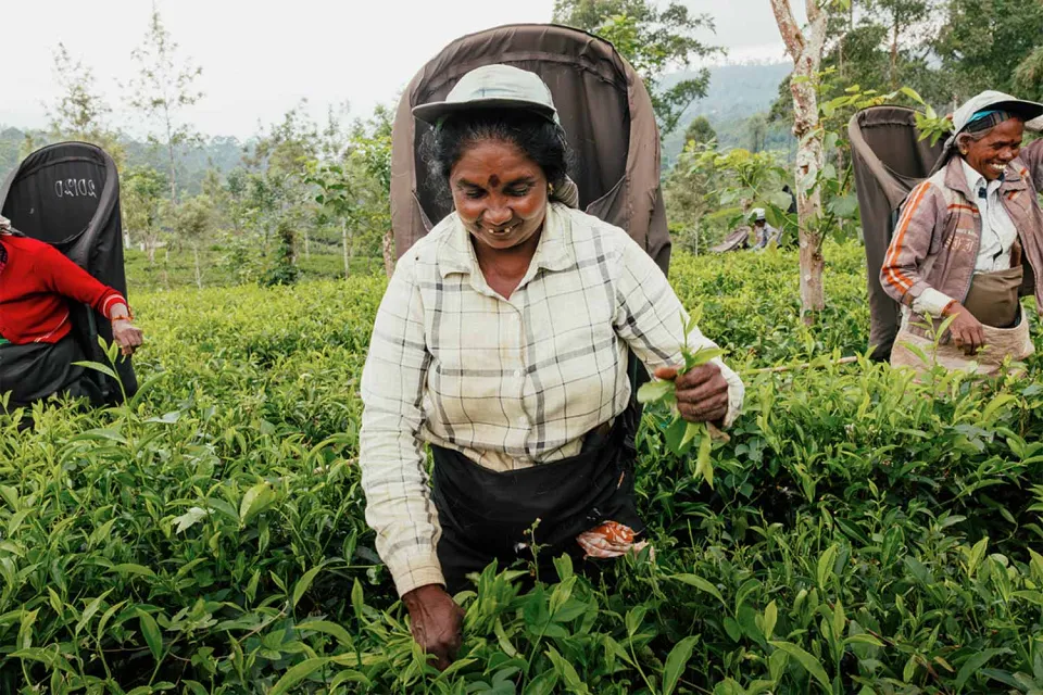 Highland treks on Sri Lanka Tea and Beach