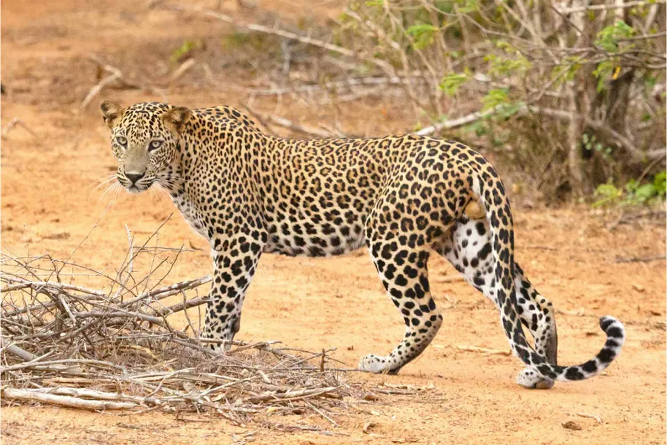 Into the wilderness on Sri Lanka in Style