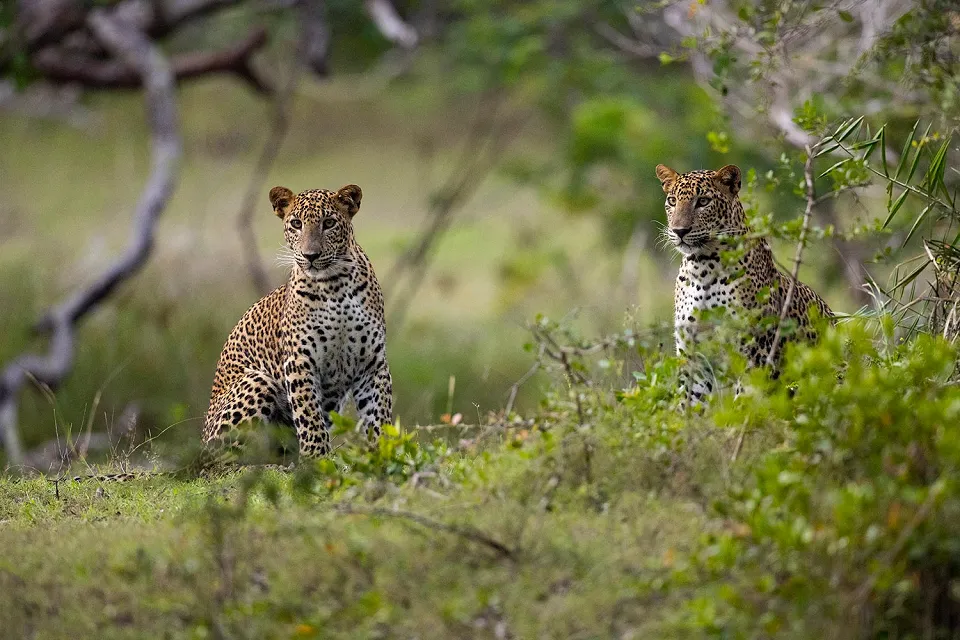Tracking leopards on Uniquely Sri Lanka