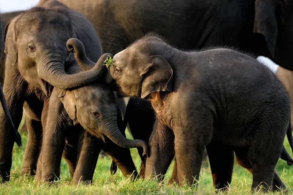 Lakeside wildlife on Sri Lanka and The Maldives in Style