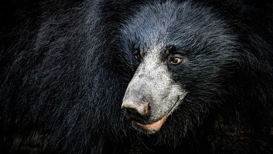 Wildlife of Central India — Wildlife Of Central India Header