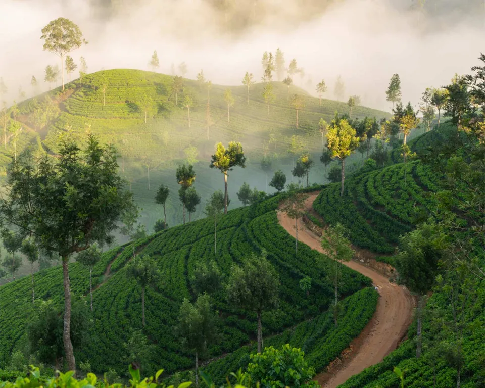Haputale is a quaint town located in Sri Lanka’s hill country, characterized by its dramatic views of verdant tea p… — gallery photograph 2