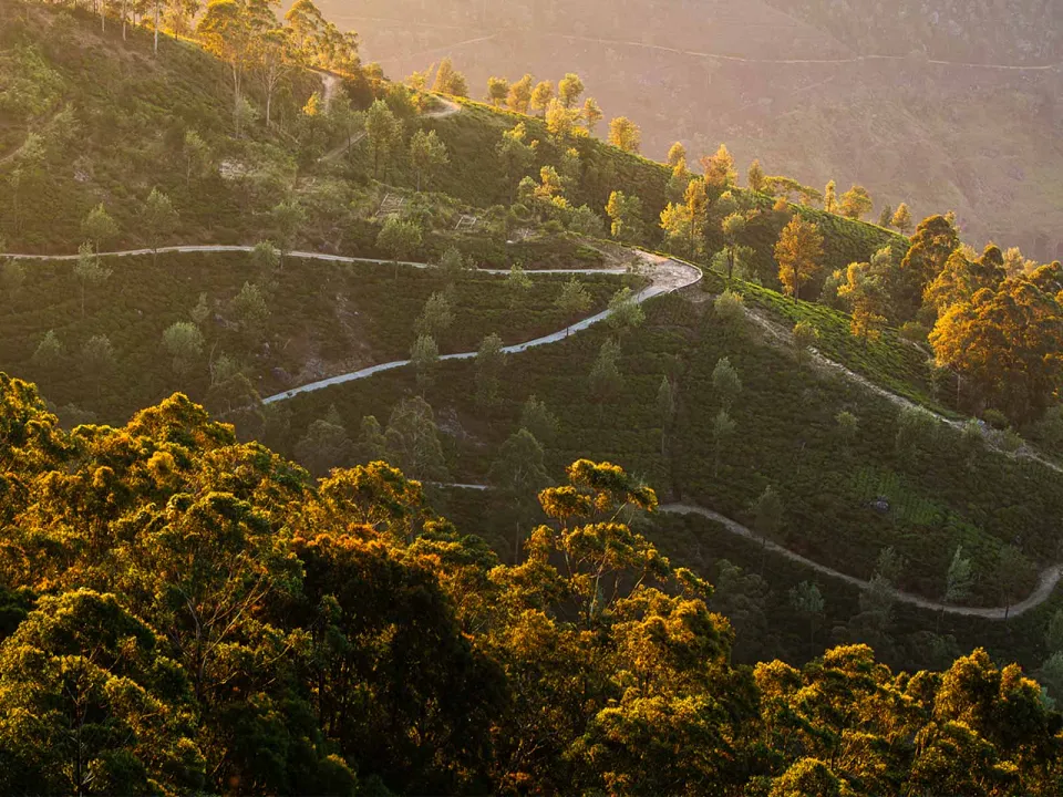 Haputale is a quaint town located in Sri Lanka’s hill country, characterized by its dramatic views of verdant tea p… — gallery photograph 4