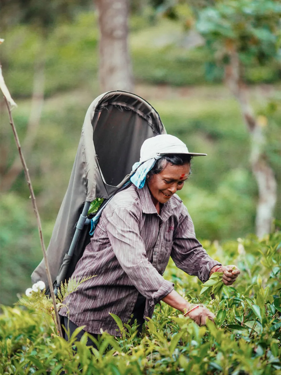 At a slightly higher altitude, Hatton sits in the heart of the tea country and is one the regions main towns. — gallery photograph