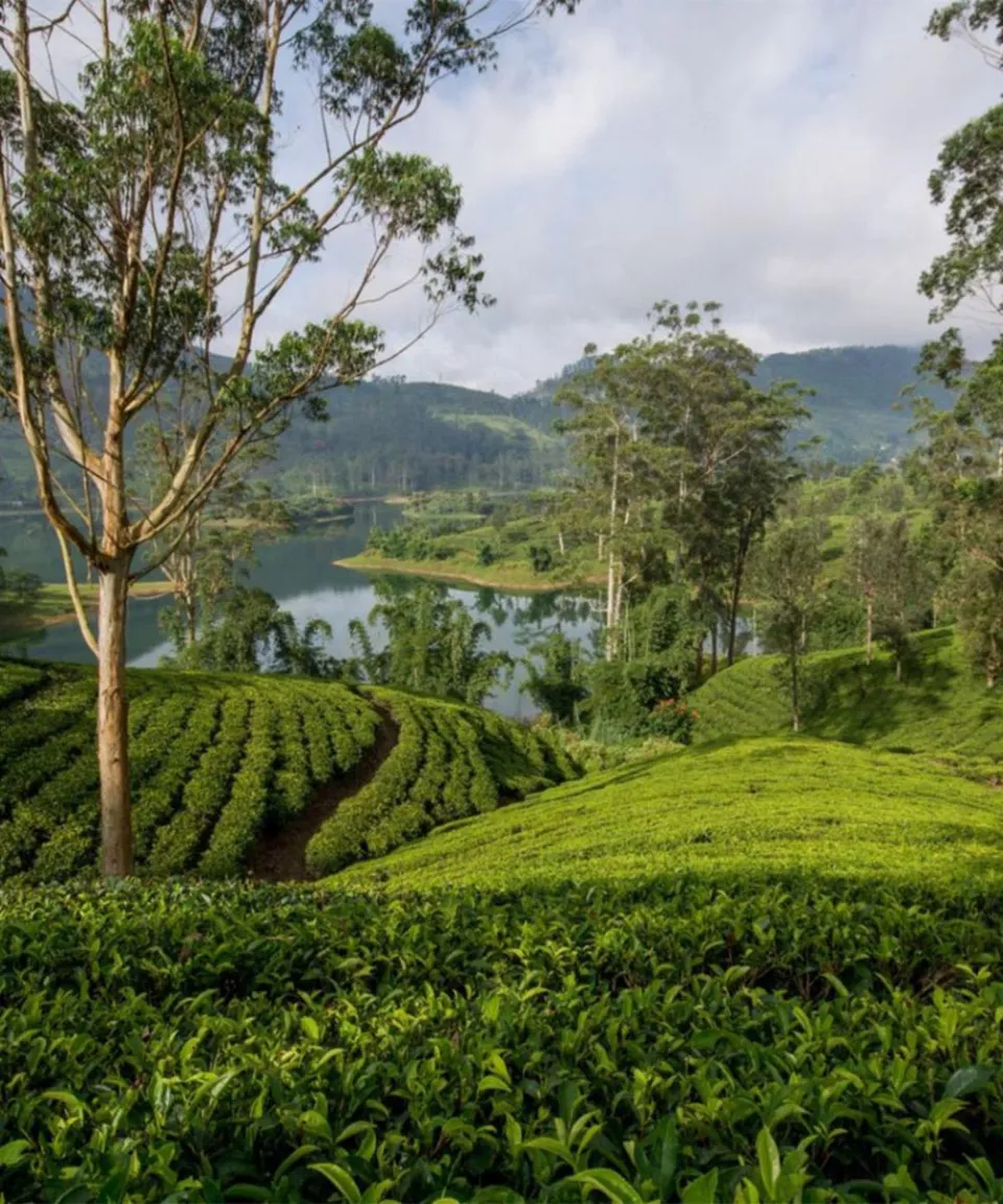 At a slightly higher altitude, Hatton sits in the heart of the tea country and is one the regions main towns. — gallery photograph 3