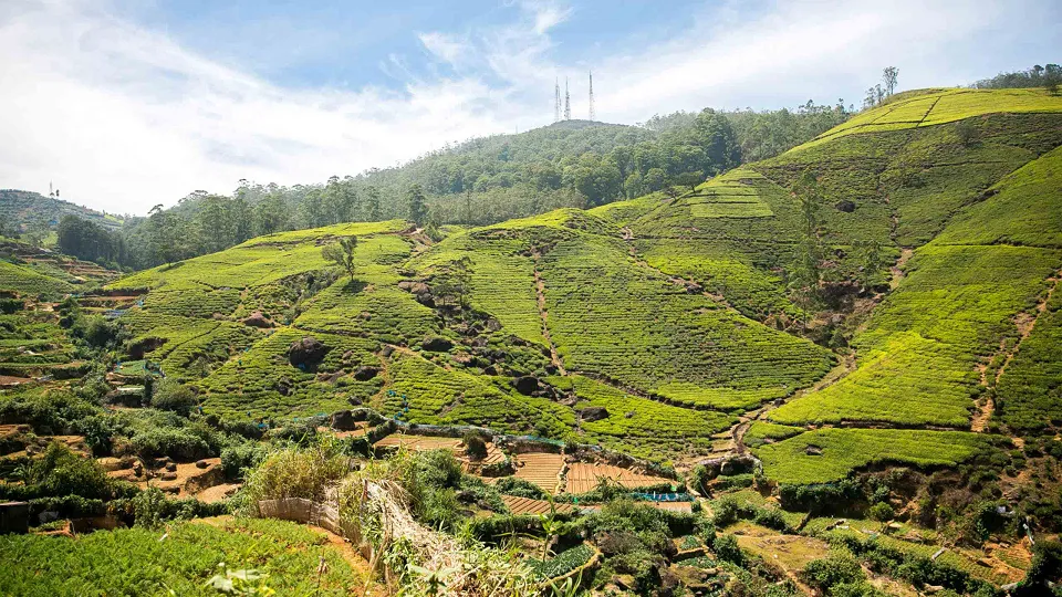 Nuwara Eliya — hero photograph