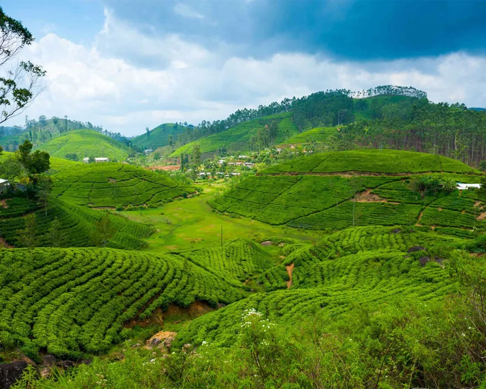 Nuwara Eliya sits high up in the tea country and is famous for its cool fresh climate, making it a very popular ret… — gallery photograph 2