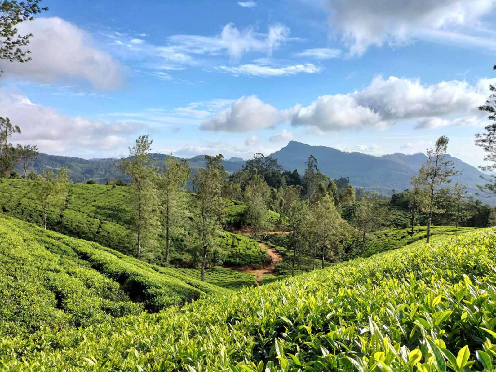 Nuwara Eliya-gallery