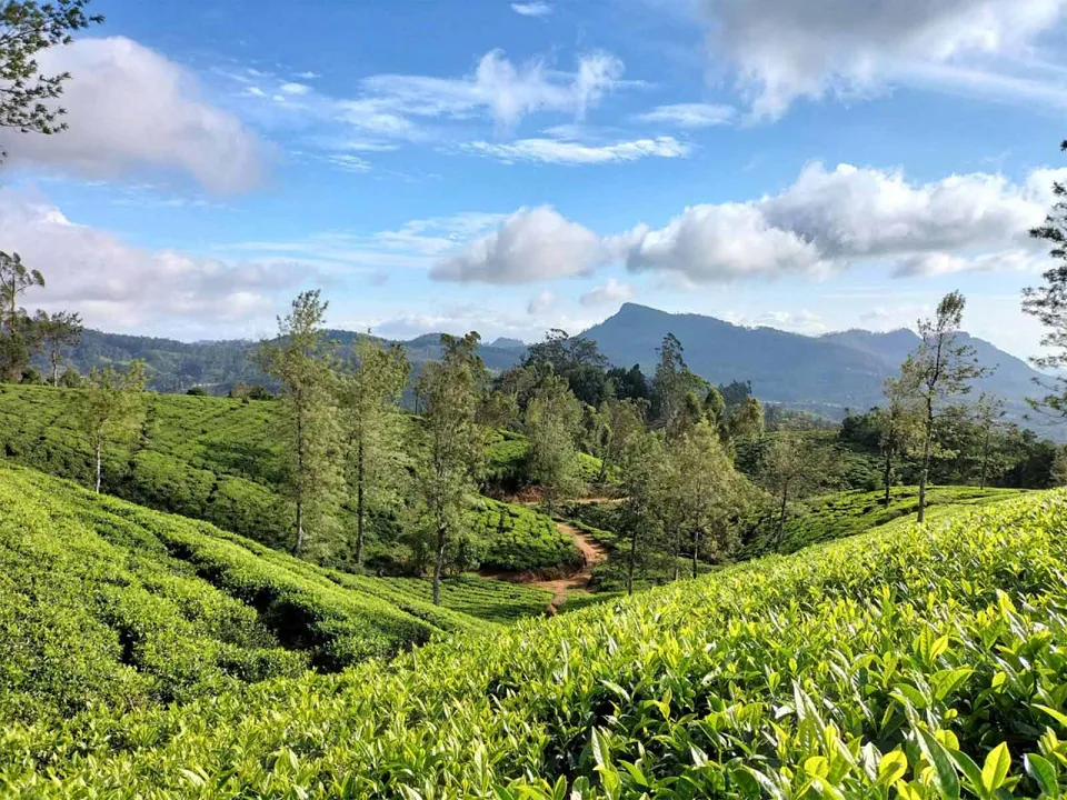 Nuwara Eliya sits high up in the tea country and is famous for its cool fresh climate, making it a very popular ret… — gallery photograph 3
