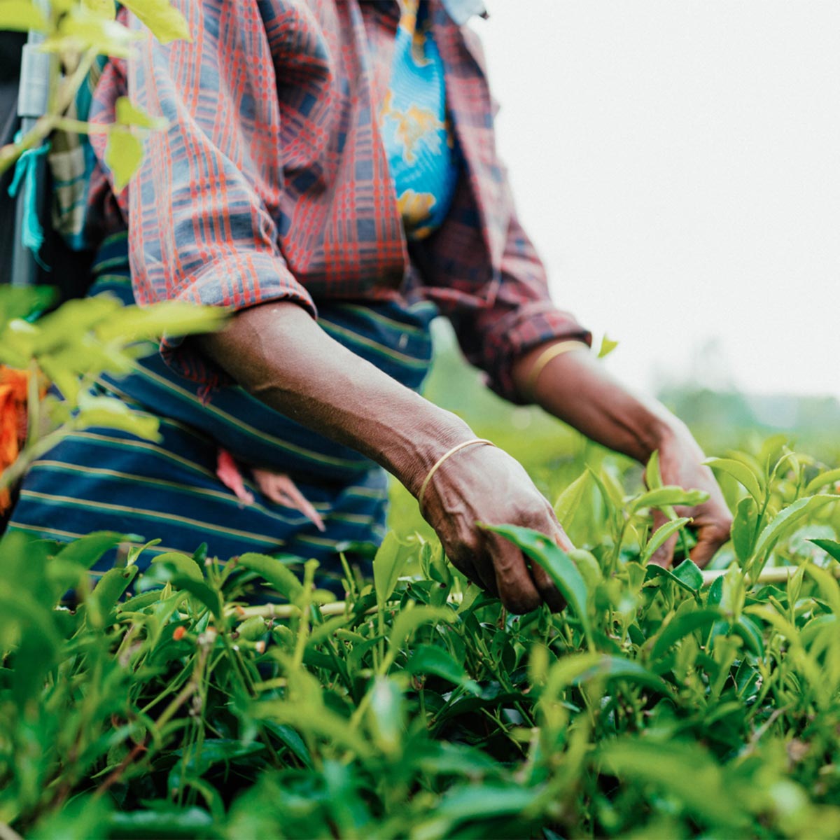 Nuwara Eliya-gallery