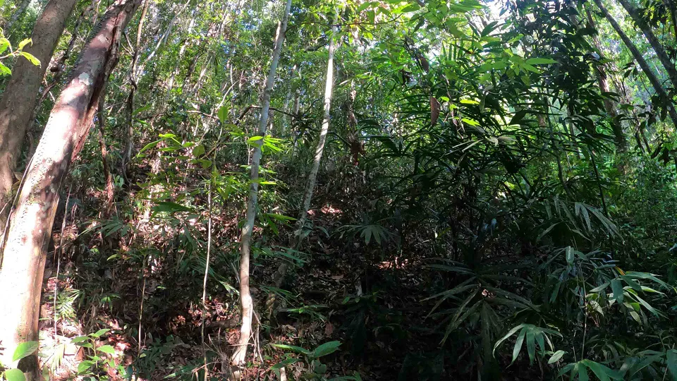 Sinharaja Forest Reserve is Sri Lanka's last remaining lowland tropical rainforest an — hero photograph