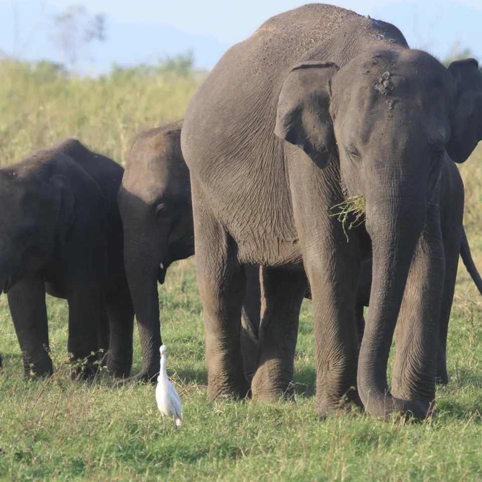 Gal Oya National Park-gallery — gallery photograph 8