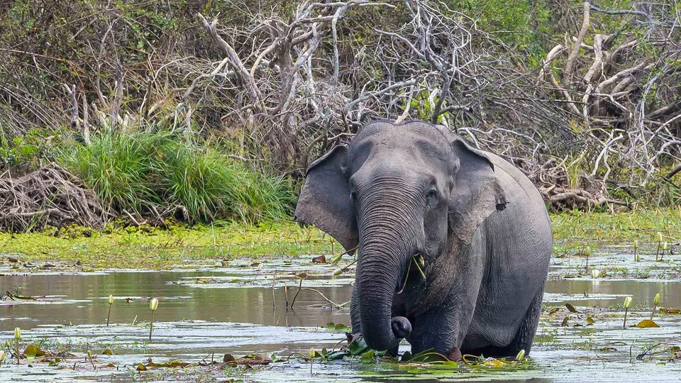 While Yala gets the crowds, Kumana offers a more intimate wildlife experience on the — hero photograph