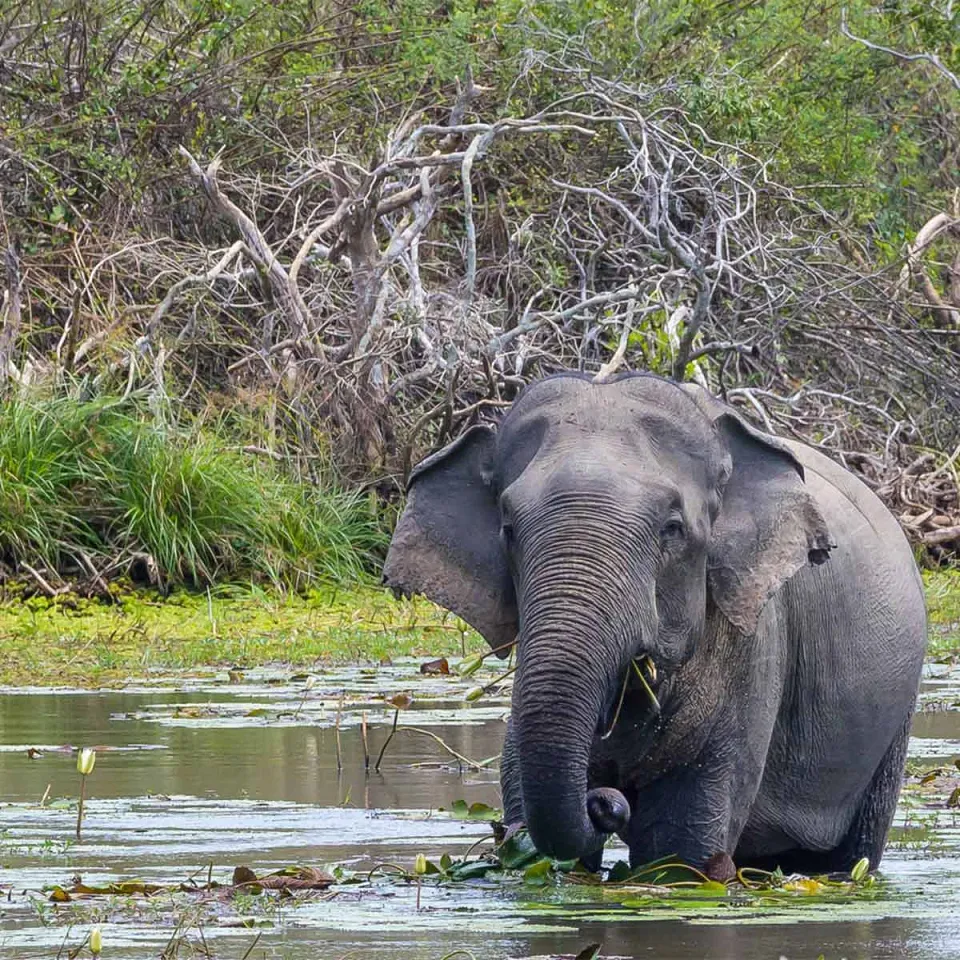 Kumana National Park — travel photograph