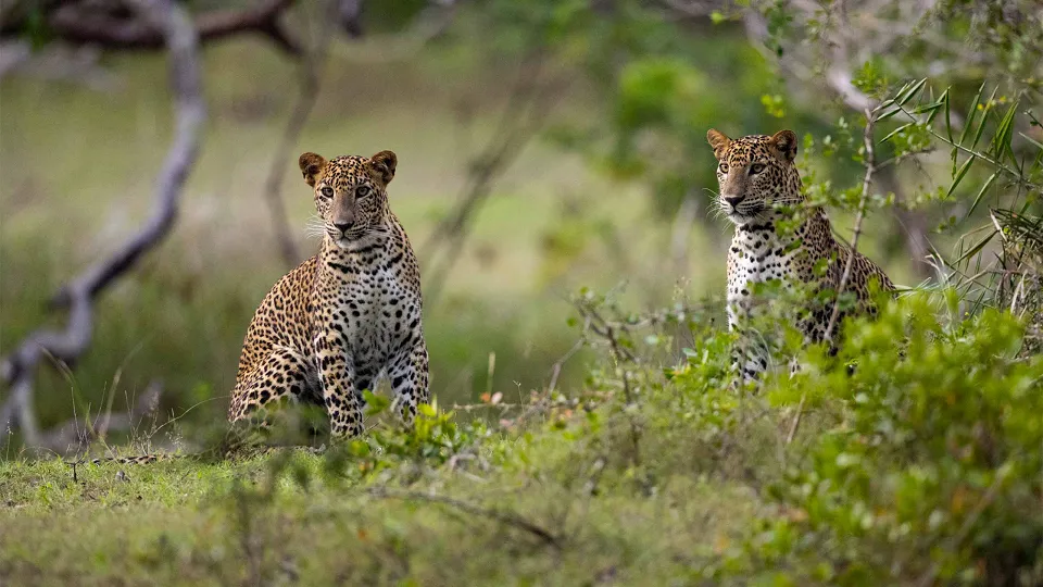 Wilpattu National Park is one of Sri Lanka's largest National Parks and is a fantasti — hero photograph