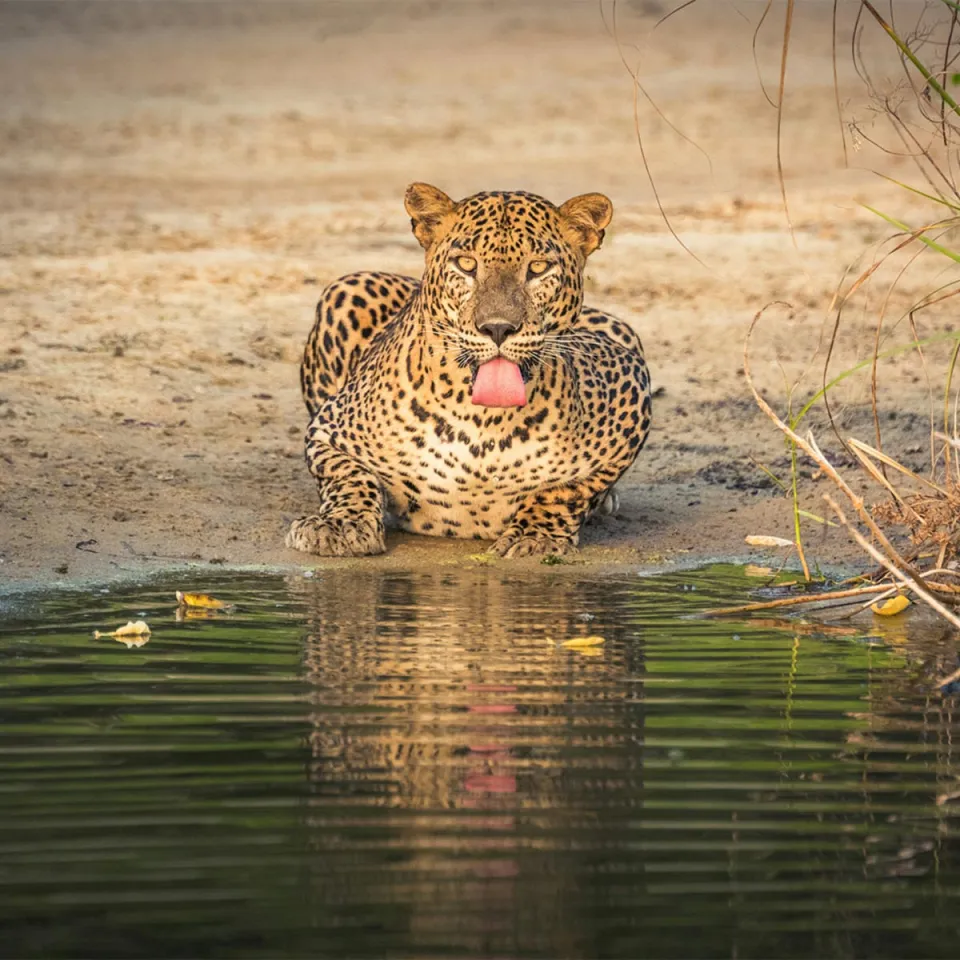 Wilpattu-gallery