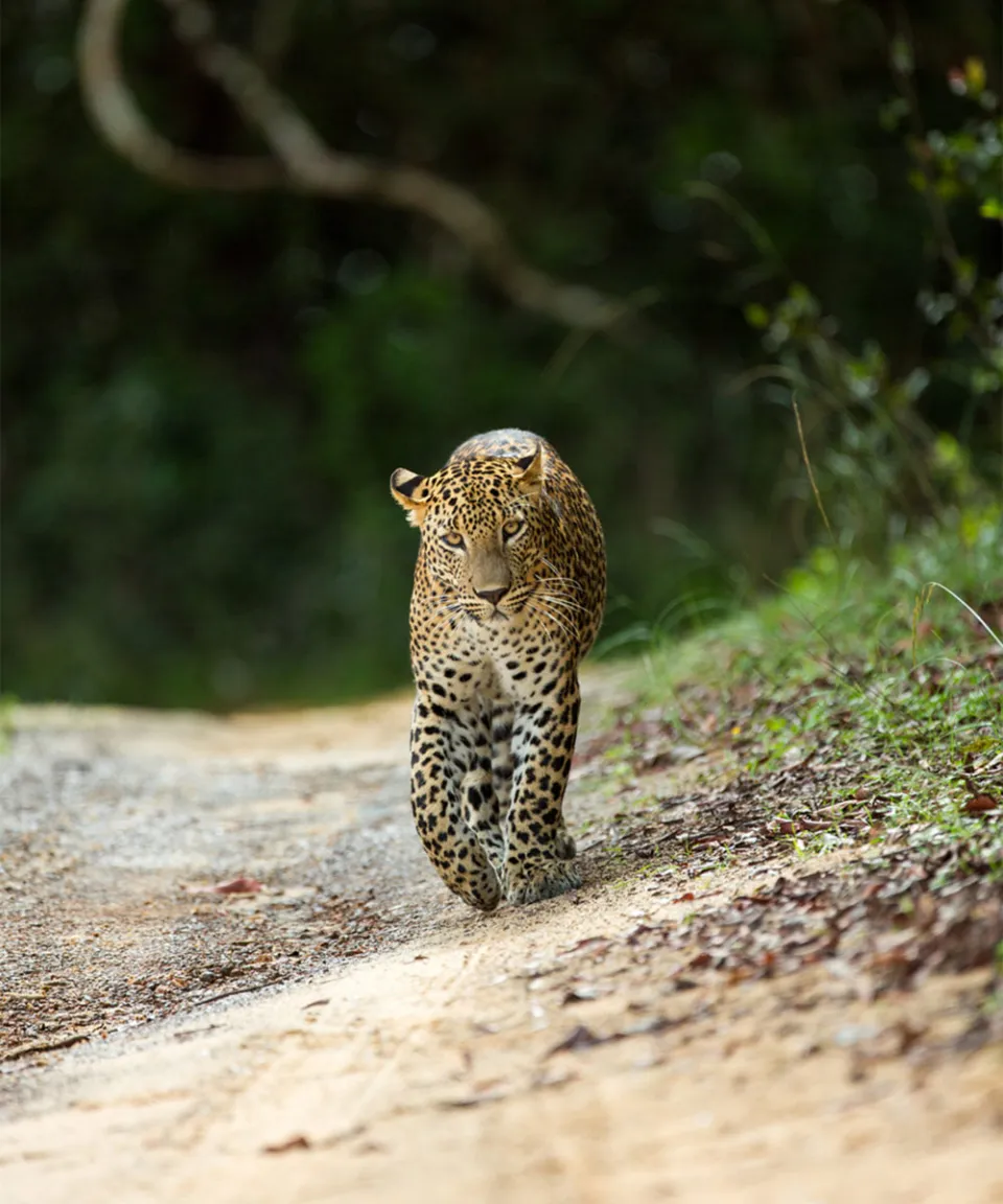 Wilpattu-gallery — gallery photograph 2
