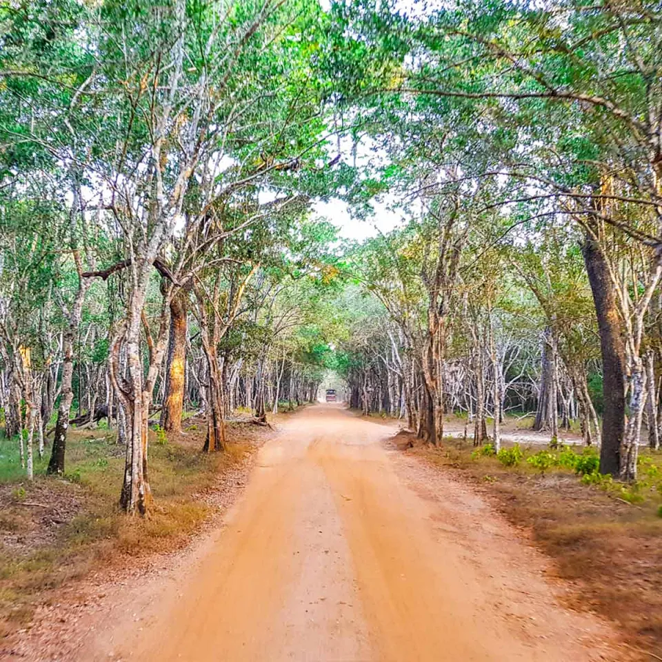 Wilpattu — travel photograph