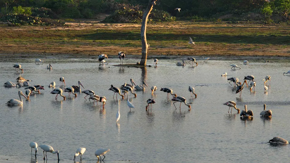 Bundala National Park stands as one of Sri Lanka's premier wetland sanctuaries, stret — hero photograph