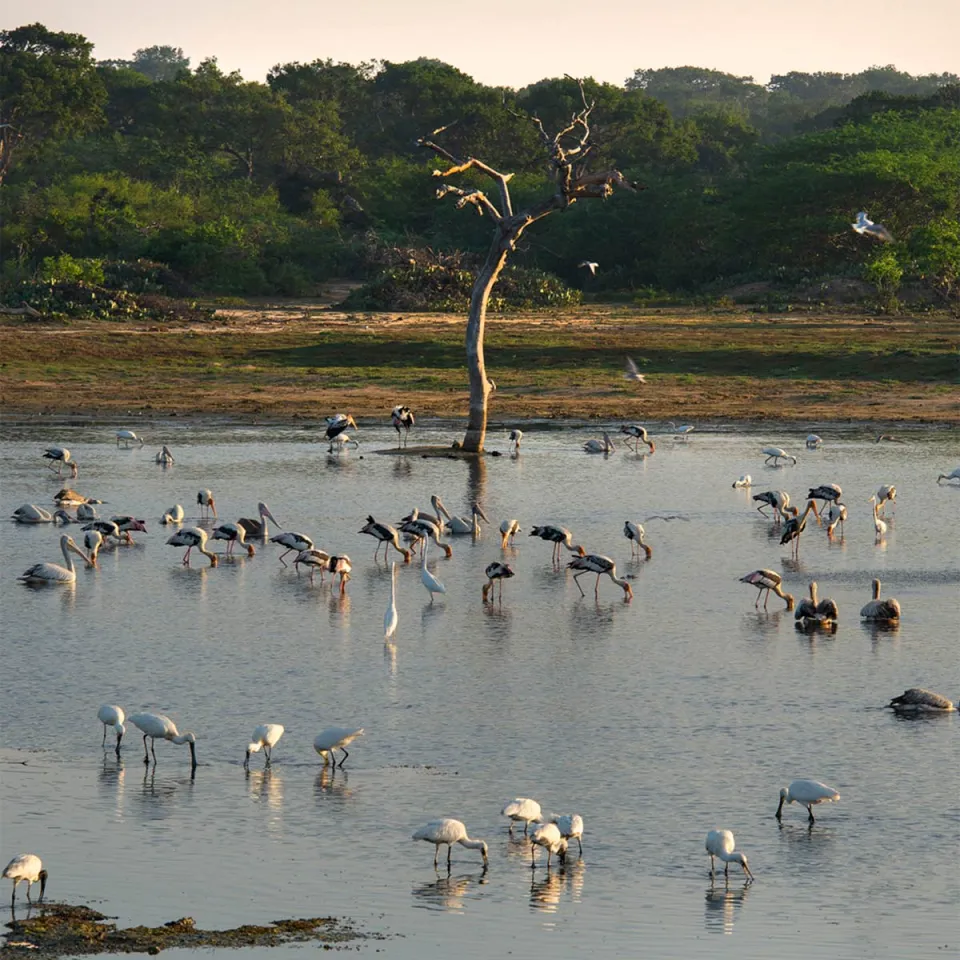 Bundala — travel photograph