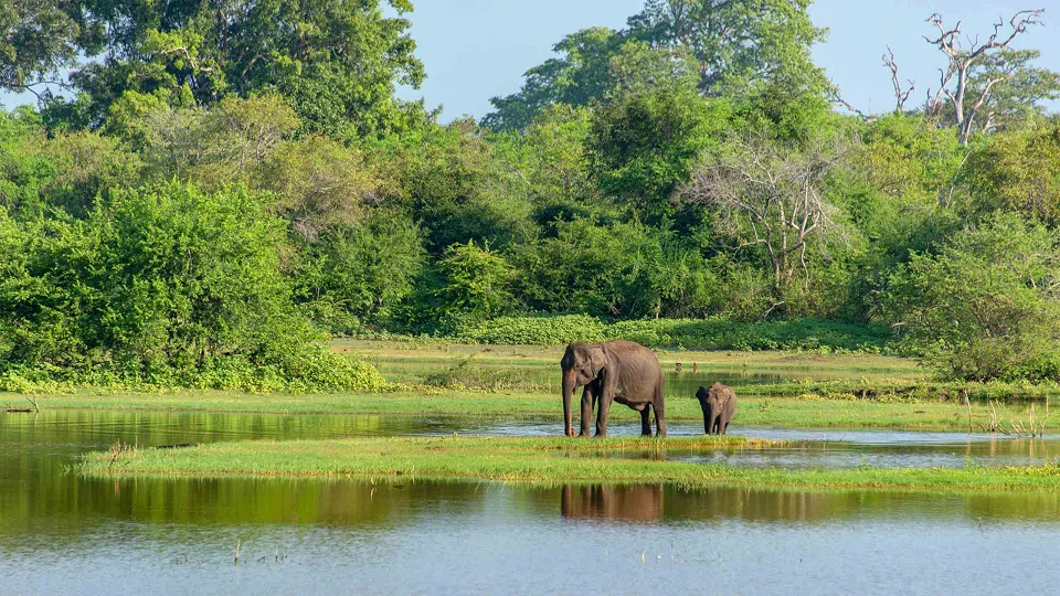 Uda Walawe National Park stands out for its exceptional elephant population, drawing — hero photograph