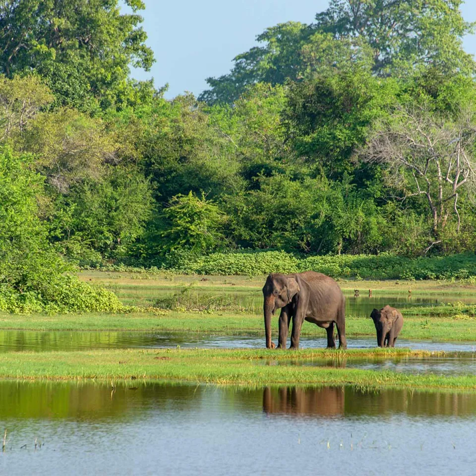 Uda Walawe — travel photograph