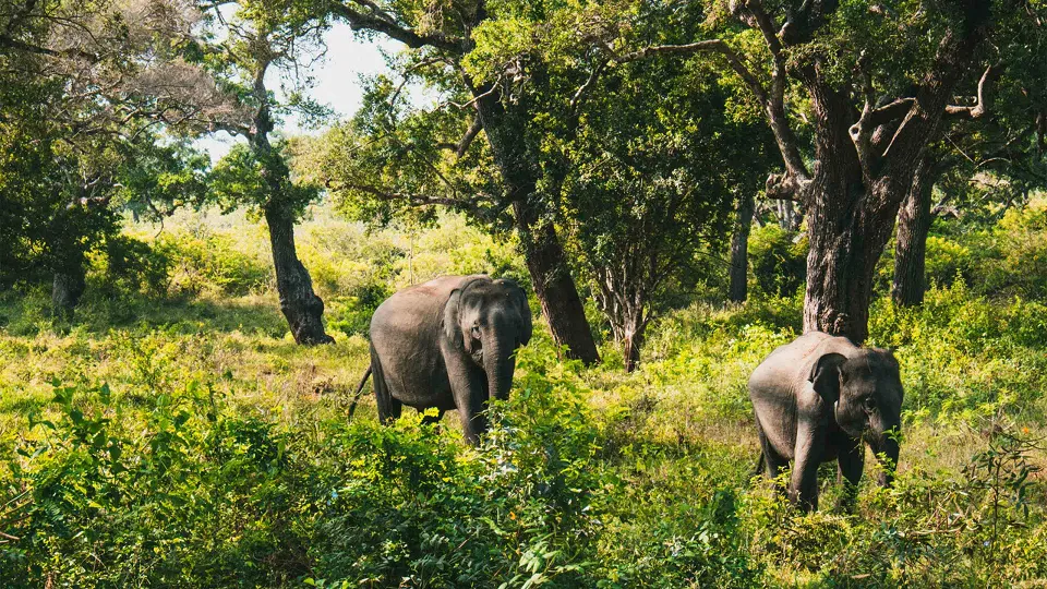 Yala National Park, situated in the south eastern corner of the island, is home to on — hero photograph