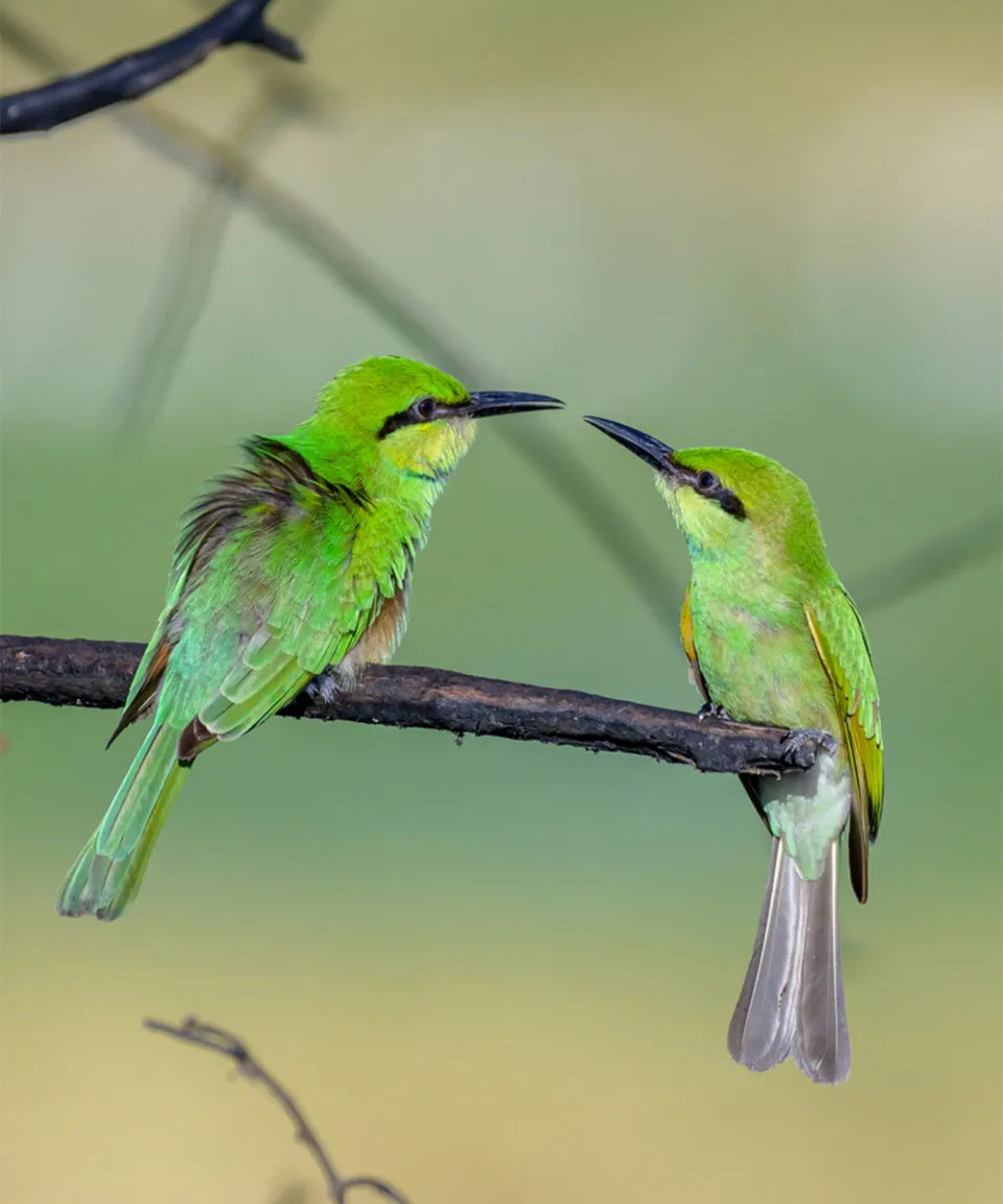Yala National Park-gallery