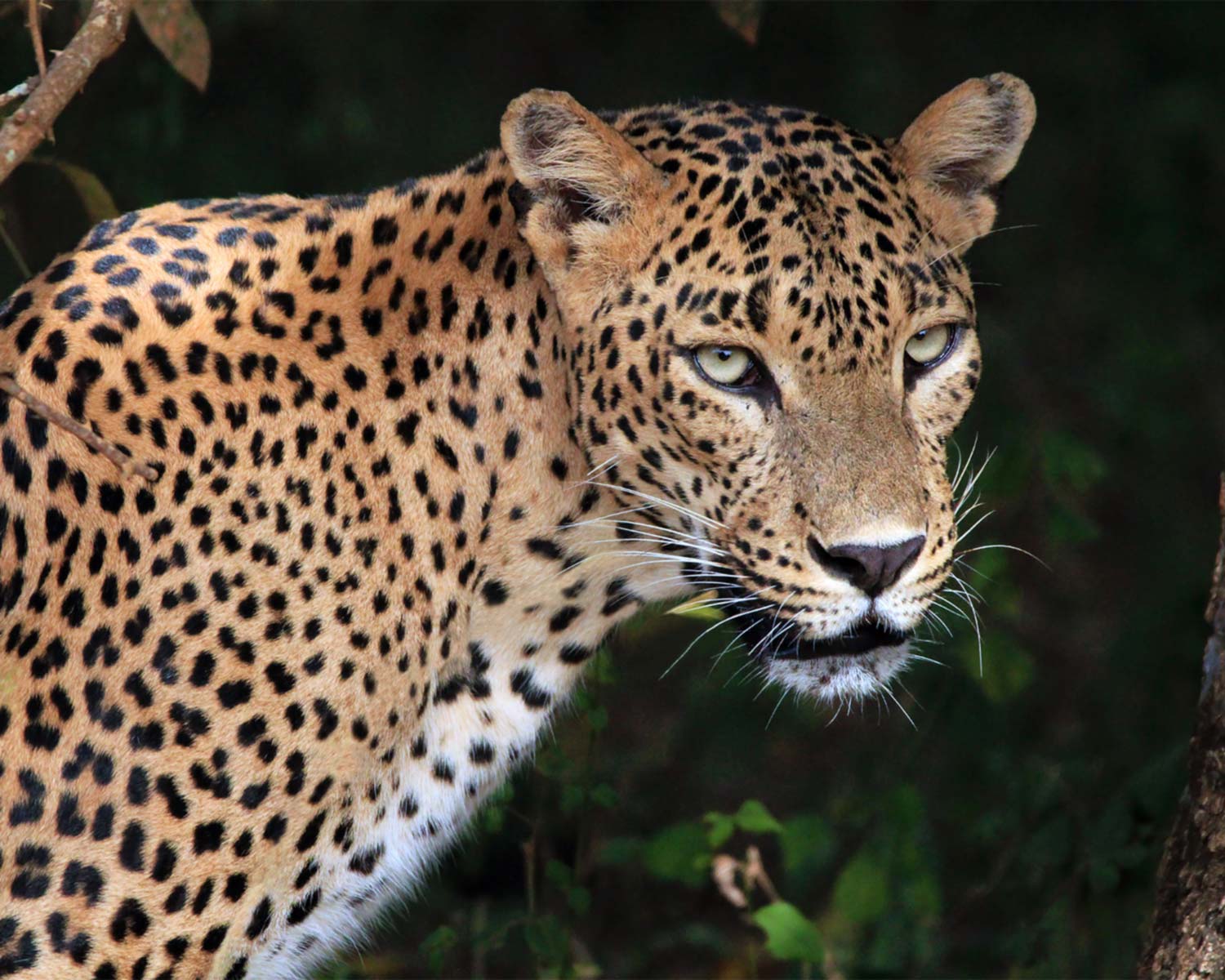 Yala National Park-gallery